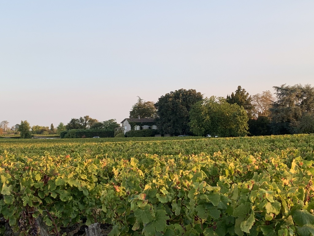 Château Liot : Le vignoble